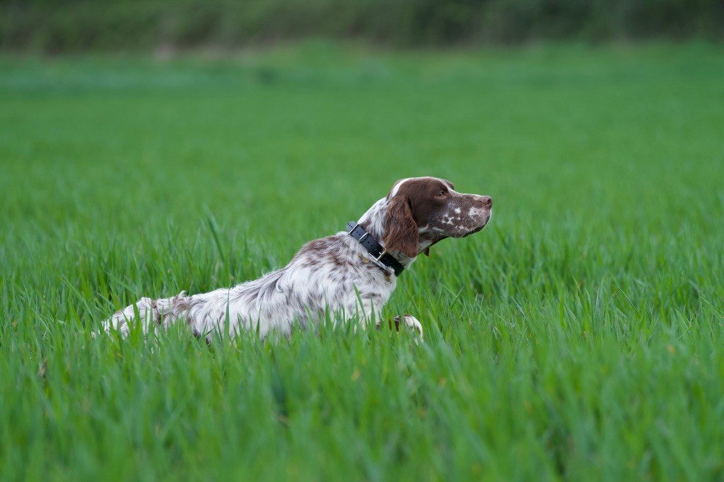 Daphil Mon chien