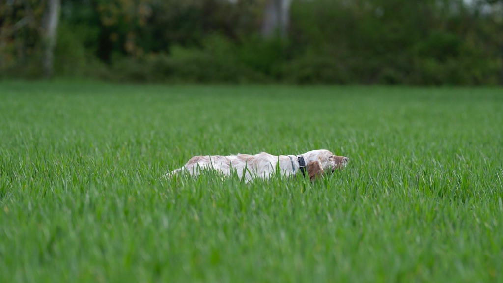 Uelba Du Mont Des Egines