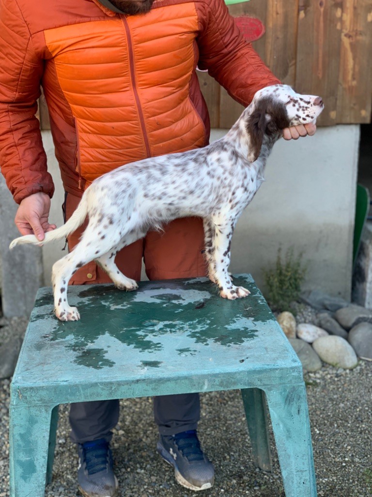 Du Mont Des Egines - Setter Anglais - Portée née le 26/09/2021